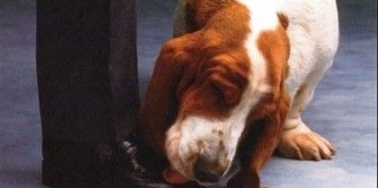 Hush Puppy Soles The Online Cobbler (Easy Shoe & Bag Repair)